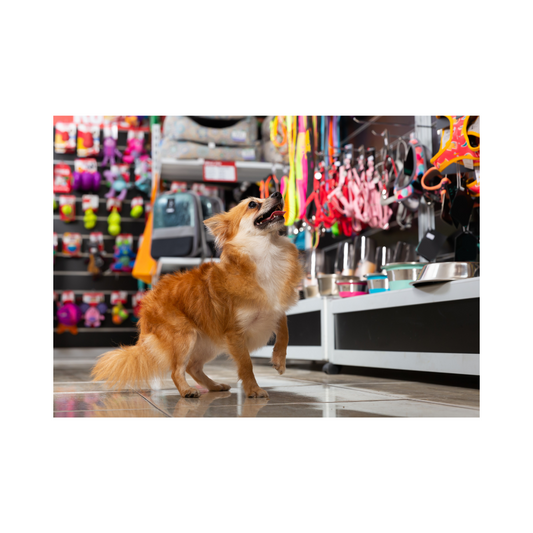 New Puppy Shopping Checklist