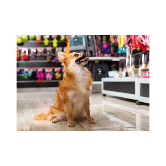 New Puppy Shopping Checklist