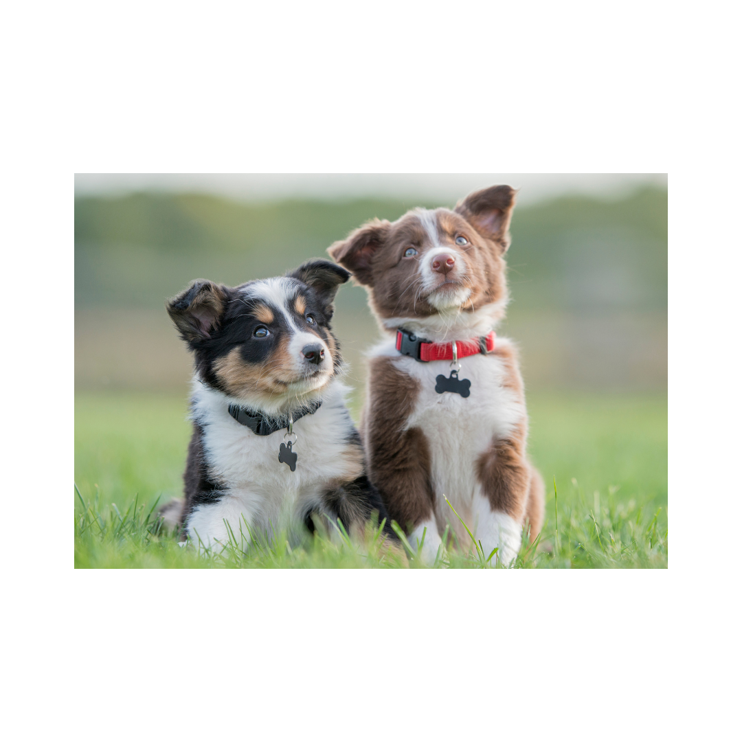 New Puppy Shopping Checklist