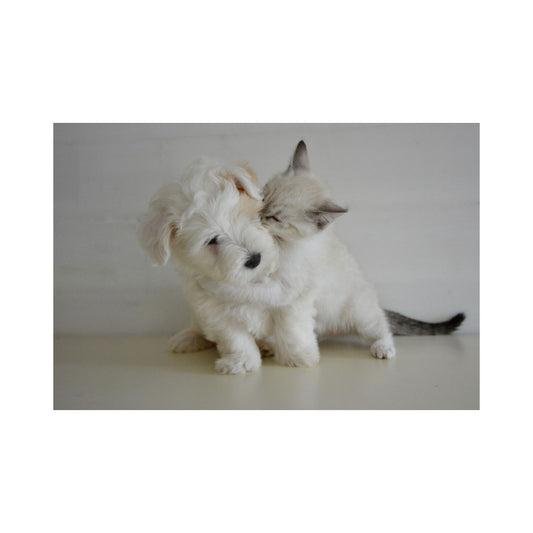 Five Ways Pets Can Improve Your Well Being