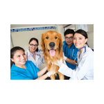 A group of people, likely veterinarians, gathered around a brown dog, with one of them holding the dog's collar. They are all smiling and appear to be medical professionals in a clinical setting.